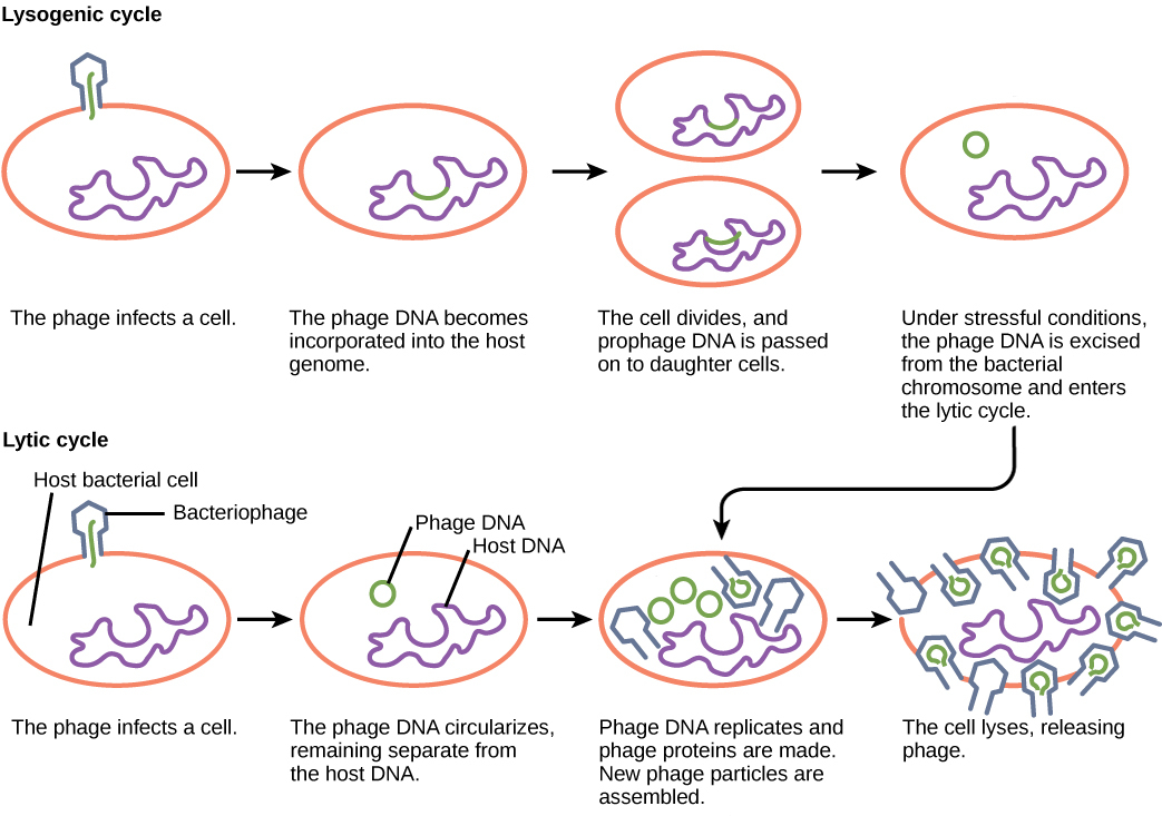 Frontiers | Pathogen-triggered changes in plant development: Virulence ... Frontiers | Pathogen-triggered changes in plant development: Virulence ...